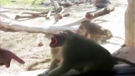 واکنش جالب میمون باغ وحش به شعبده بازی مرد بازدید کننده