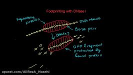 Footprinting with Dnase I that detects DNA protein