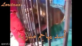 پاره پاره شدن مربی توسط شیر وکشتنش به دست نگهبان..