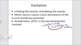 physiology of muscle contraction