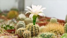 کاکتوس ژیمنو بروچی gymnocalycium bruchii