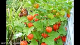 گیاه عروسک پشت پرده یا فیسالیس PHYSALIS ALKEKENGI