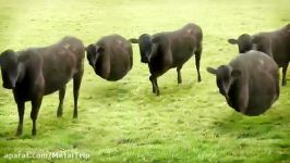 cows