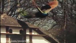 پرواز زیباترین پرنده جهان طاووس