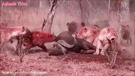 lion vs hyenas hyenas win lion kill