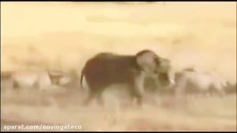 Most Amazing Wild Animal Attacks  Lion Tiger Anacond