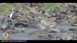 Most Amazing Wild Animal Attacks #4  lion tiger anac