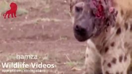 Hyena face get destroyed after lion attack