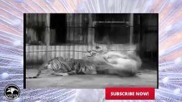Lion vs Tiger Real Fight 2016  Lion vs Tiger Best Atta