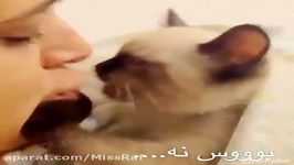 دابسمش افرومن گربشبوووس نه