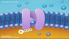 پمپ پروتونی غشای لیزوزوم