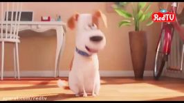 دومین تیزر انیمیشن بی نظیر The Secret Life of Pets