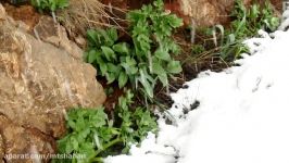 کوهپیمایی در بارش برف بهاری فریدونشهر