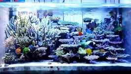 reef tank