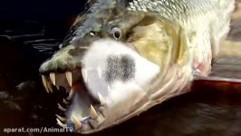 10 ماهی خطرناک می توانند انسان ها را بکشند