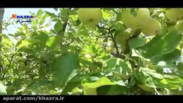 افزایش چندبرابری عملکرد زودرس شدن سیب کودهای خضراء