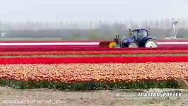 سرزنی گل های لاله در هلند Topping Tulips in Netherlands