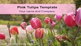 دانلود رایگان تم قالب پاورپوینت Pink Tulips