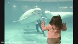 بوسیدن یک دختر بچه توسط دلفین بسیار زیبا 