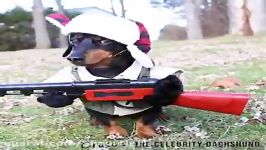 تصاویرخنده داربا لباس هاکی تفنگ به سگ بازدید میلیونی