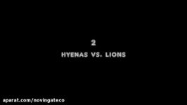 Lions vs. Hyenas  2015