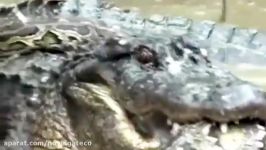 10 CRAZIEST Animal Fights Caught On Camera