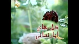 آشنایی راهنمای نگهداری گیاه نخل اریکا