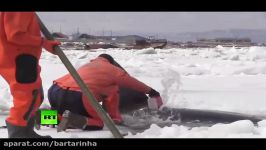 نهنگی توسط امدادگرانِ روسیه نجات یافت