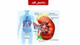 بیماری مزمن کلیه