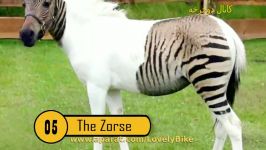 ۲۰ جانور دورگه ترکیبی دو جانور متفاوت ۷.گورخر اسب