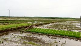 آغاز فصل نشای برنج در روستای كركان بندرانزلی