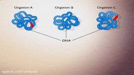 ساترن بلات Southern blot