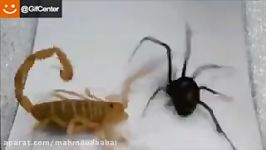 جنگ عقرب عنکبوتببینید نیش عنکبوت چقدر قویه