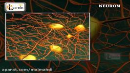 نورون یا سلول عصبی