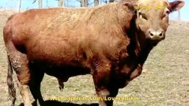 ۲۰ جانور دورگهترکیبی دو جانور متفاوت۱۴ The Beefalo