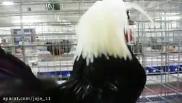 خروس زیبای لهستانی Polish Rooster 