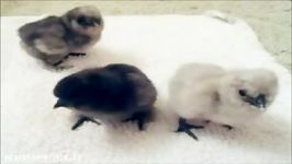 مرغ خروس ابریشمی Silkie chickens