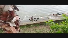 اردک مادر هفت جوجه اردک