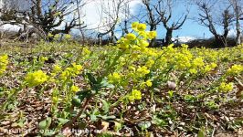 ++عید 1395 در روستای زیبای ساخمرس++ نکا. مصطفی بابایی