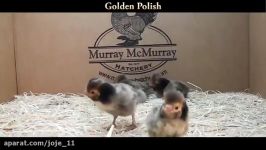 جوجه طلایی لهستانی Golden Polish Chicks