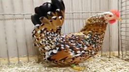 مرغ خروس جنگجوی ژاپنی Japanese Bantam