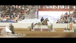 پرش اسب عرب در مسابقات سوارکاری
