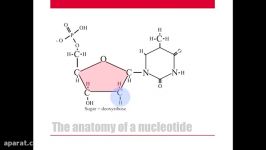 توالی یابی DNA