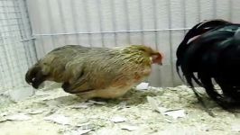 مرغ خروس او هیکی Ohiki fowl