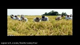 The harvest Saeed.Bahramifar