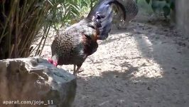 مرغ خروس خاکستری جنگلیGrey Jungle Fowl