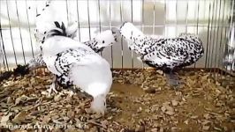 مرغ خروس آپنزیلر Appenzeller Fowl