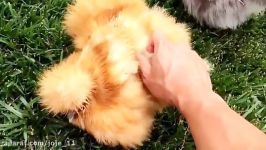 مرغ خروس ابریشمی در انوع رنگها Silkie Fowl 