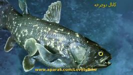 ۱۰ جانوری خطر انقراض نجات یافتند. ۲  Coelacanth