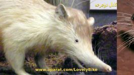 ۱۰ جانور خطر انقراض نجات یافتند۹ Cuban Solenodon